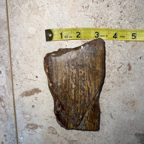 petrified wood - Picture 8 of 10